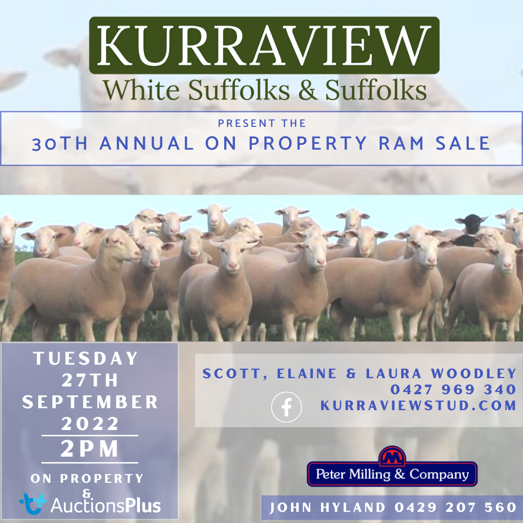 Kurraview White Suffolks Sale - Peter Milling & Company