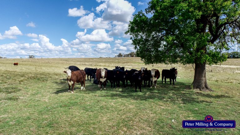 4 bedroom mixed farming property at 11 Karoo Lane, Wellington NSW 2820