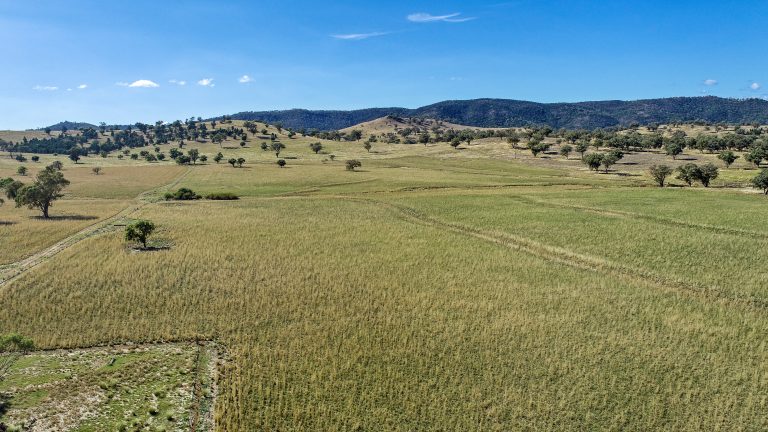 4 bedroom mixed farming property at 214 Brookfield Road, Wellington NSW 2820 - photo 13