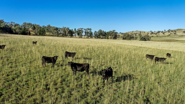 4 bedroom mixed farming property at 214 Brookfield Road, Wellington NSW 2820 - photo 4