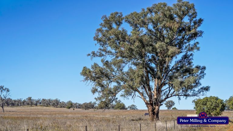 4 bedroom mixed farming property at 178 Wykes Lane, Wellington NSW 2820 - photo 3