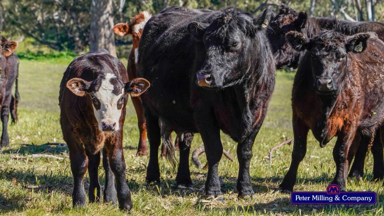 3 bedroom mixed farming property at 416 Arthurville Road, Geurie NSW 2818 - photo 7