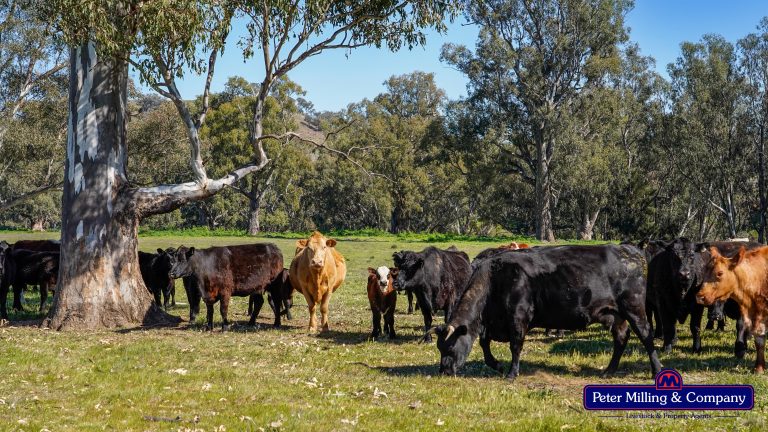 3 bedroom mixed farming property at 416 Arthurville Road, Geurie NSW 2818 - photo 8