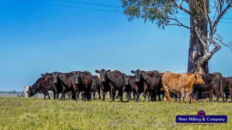 3 bedroom mixed farming property at 416 Arthurville Road, Geurie NSW 2818 - photo 9