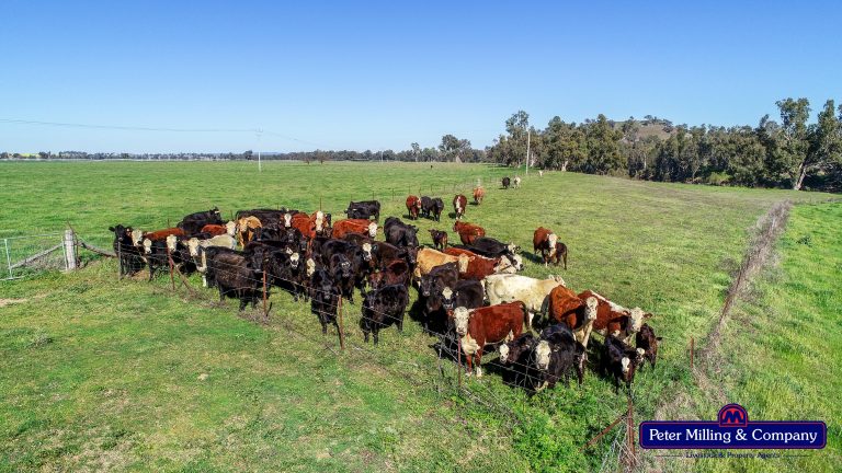 3 bedroom mixed farming property at 416 Arthurville Road, Geurie NSW 2818 - photo 10