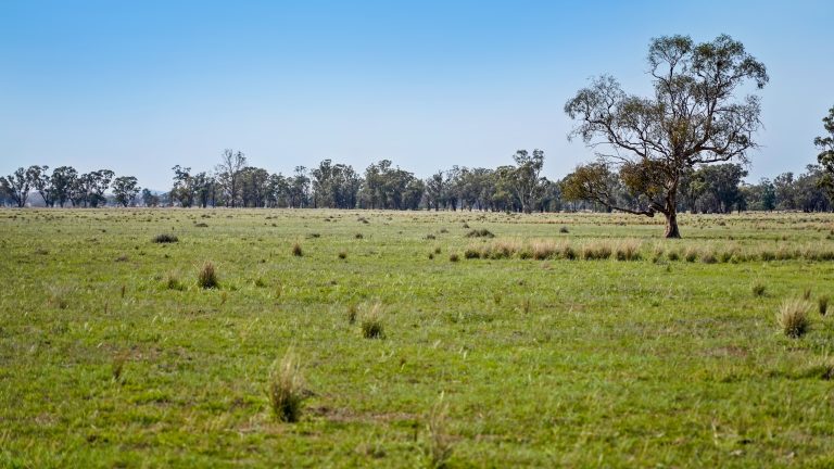 4 bedroom mixed farming property at 490 Pinedene Road, Narromine NSW 2821 - photo 5