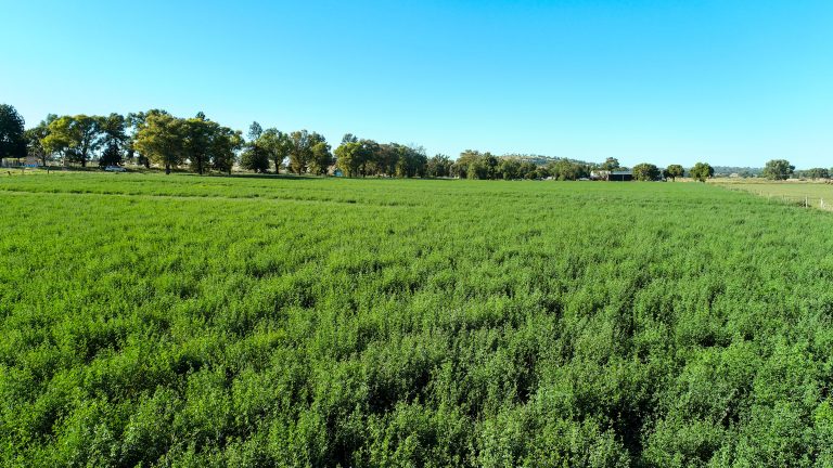 Mixed farming property at 9611 Mitchell Highway, Wellington NSW 2820 - photo 10