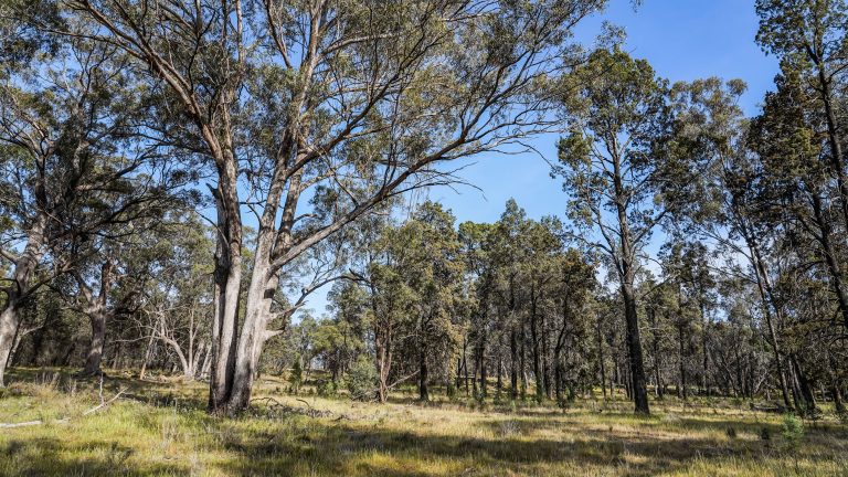 Lifestyle property at 15R Geurie Road, Wongarbon NSW 2831 - photo 8