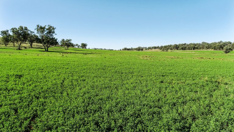 Mixed farming property at 9228 Mitchell Highway, Wellington NSW 2820 - photo 3