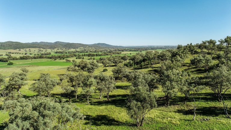 Mixed farming property at 9228 Mitchell Highway, Wellington NSW 2820 - photo 5