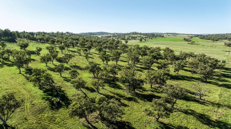 Mixed farming property at 9228 Mitchell Highway, Wellington NSW 2820 - photo 6