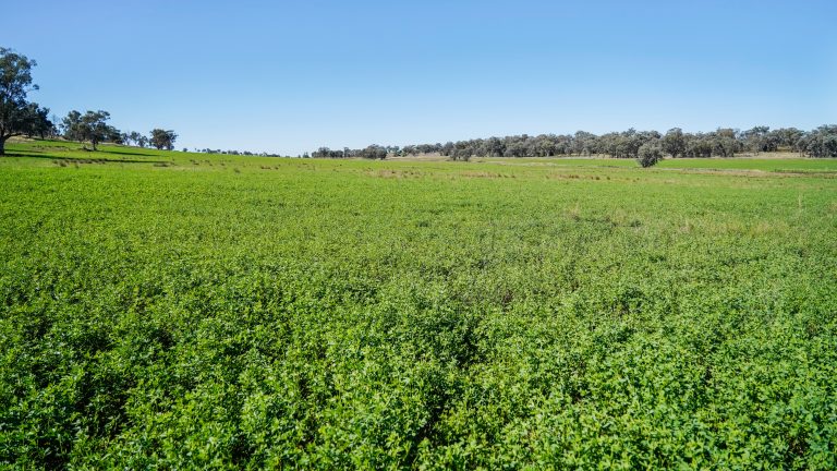 Mixed farming property at 9228 Mitchell Highway, Wellington NSW 2820