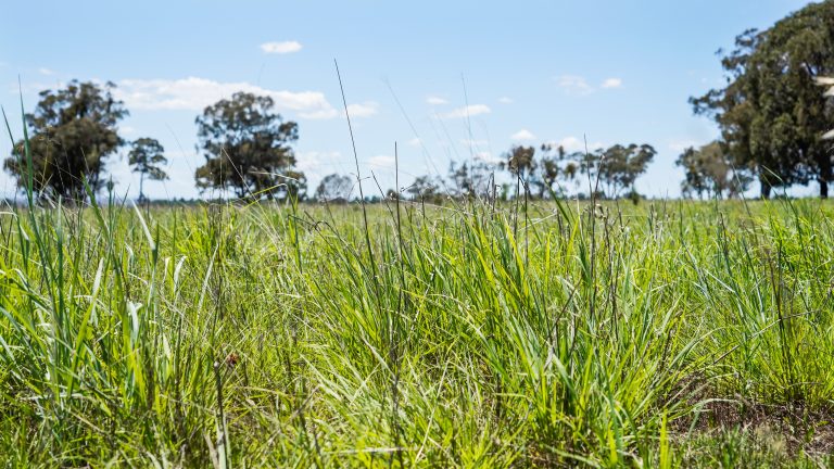 Mixed farming property at 89 Bourke and Halls South Road, Binnaway NSW 2395 - photo 2