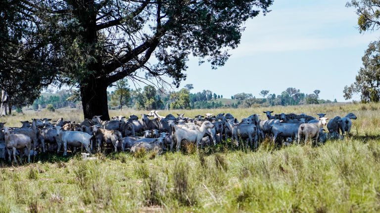 Mixed farming property at 89 Bourke and Halls South Road, Binnaway NSW 2395 - photo 3