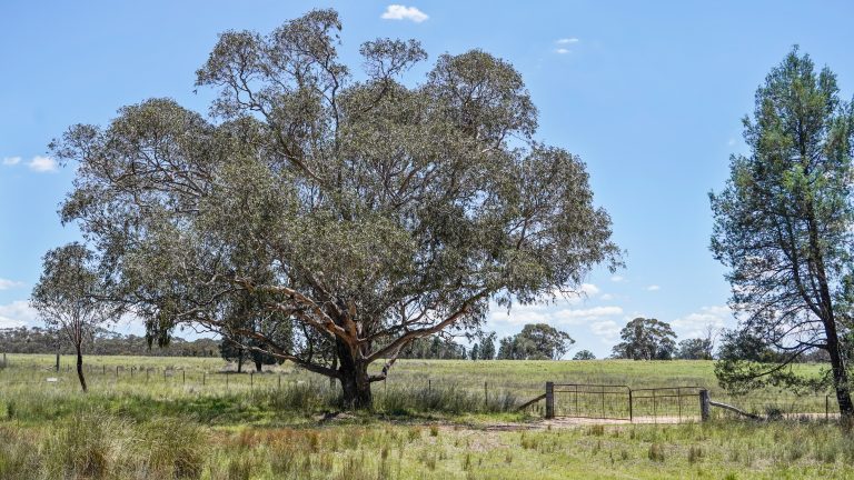 Mixed farming property at 89 Bourke and Halls South Road, Binnaway NSW 2395 - photo 5
