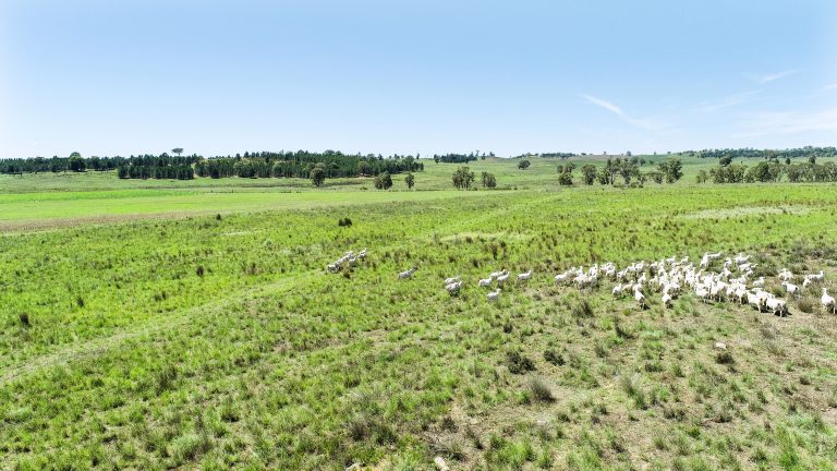 Mixed farming property at 89 Bourke and Halls South Road, Binnaway NSW 2395 - photo 8