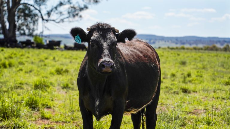 Mixed farming property at 3408 Warrumbungle Way, Binnaway NSW 2395 - photo 2