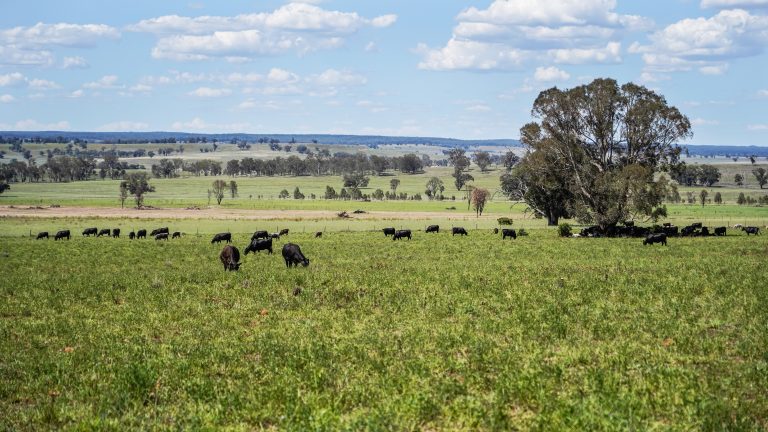 Mixed farming property at 3408 Warrumbungle Way, Binnaway NSW 2395 - photo 3