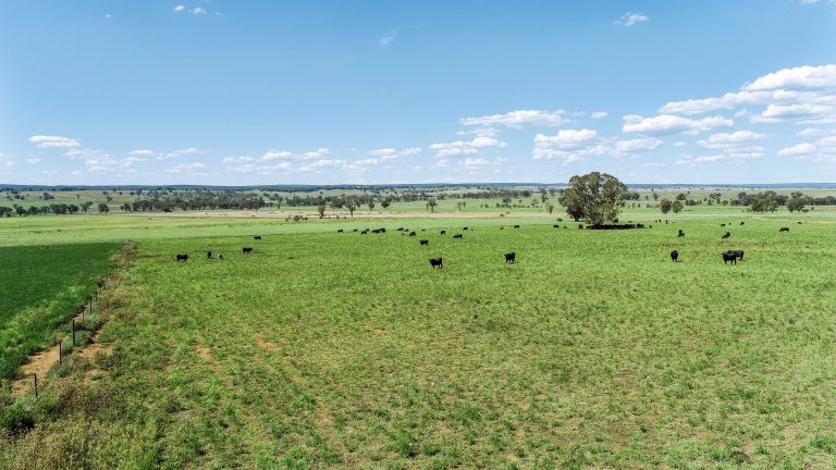 Mixed farming property at 3408 Warrumbungle Way, Binnaway NSW 2395 - photo 4