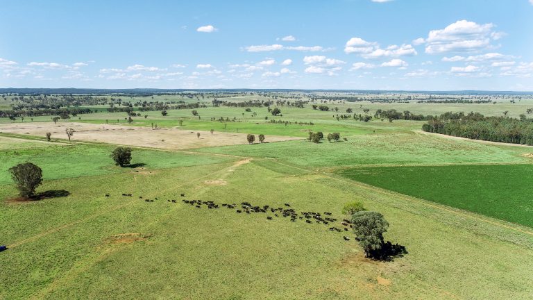 Mixed farming property at 3408 Warrumbungle Way, Binnaway NSW 2395 - photo 5