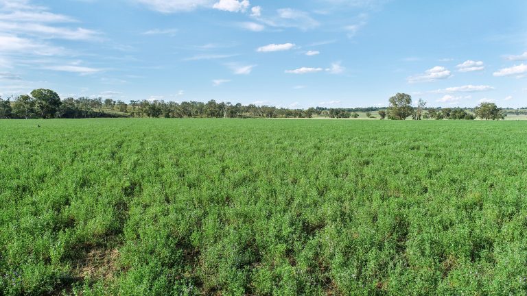 Mixed farming property at 3408 Warrumbungle Way, Binnaway NSW 2395 - photo 6