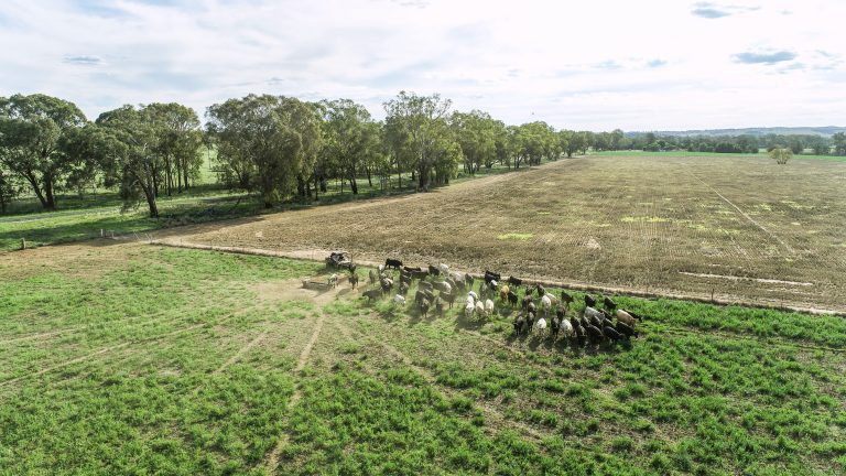 Mixed farming property at 3408 Warrumbungle Way, Binnaway NSW 2395 - photo 7