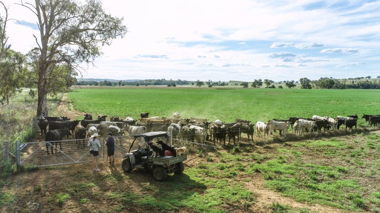 Mixed farming property at 3408 Warrumbungle Way, Binnaway NSW 2395