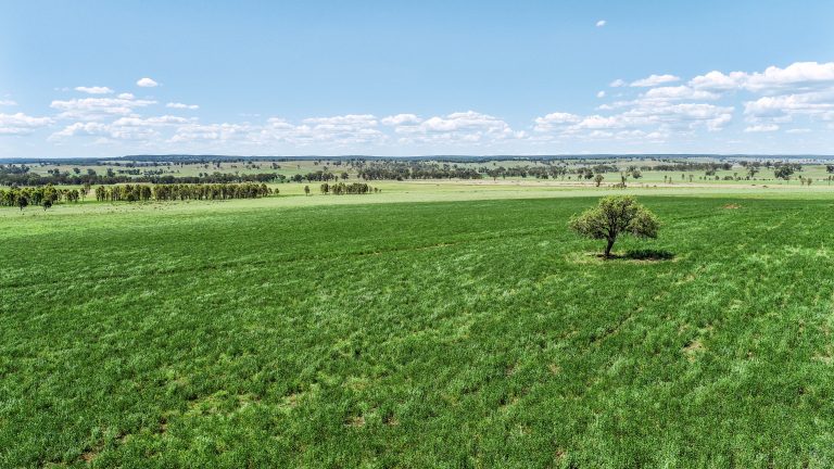 Mixed farming property at 3408 Warrumbungle Way, Binnaway NSW 2395 - photo 10