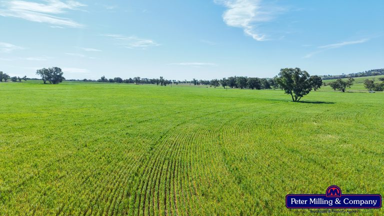 4 bedroom mixed farming property at 'Glenelg' 146 Suntop Road, Wellington NSW 2820 - photo 13