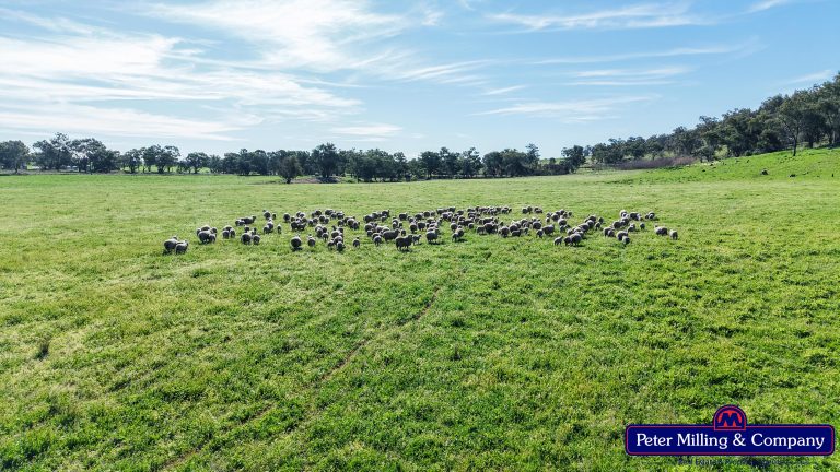 4 bedroom mixed farming property at 'Glenelg' 146 Suntop Road, Wellington NSW 2820 - photo 2