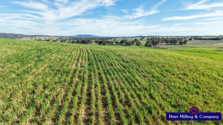 4 bedroom mixed farming property at 'Glenelg' 146 Suntop Road, Wellington NSW 2820 - photo 5