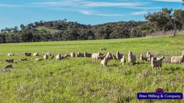 4 bedroom mixed farming property at 'Glenelg' 146 Suntop Road, Wellington NSW 2820 - photo 4
