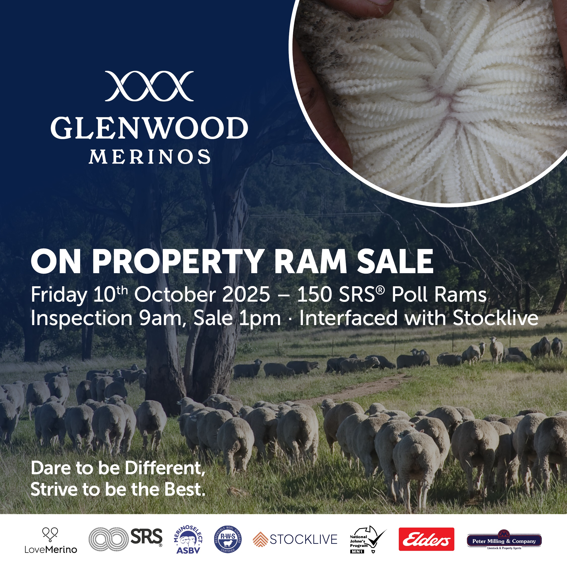 Glenwood Merinos On Property Ram Sale - Peter Milling & Company