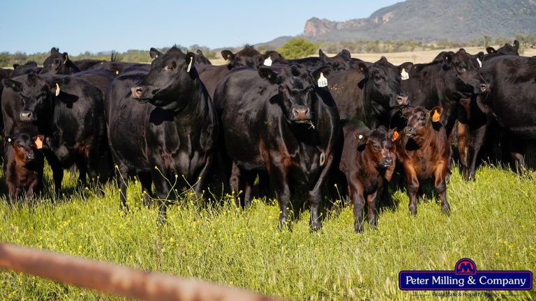 4 bedroom mixed farming property at 'Top Walga' 281 Top Walga Road,, Warrumbungle NSW 2828