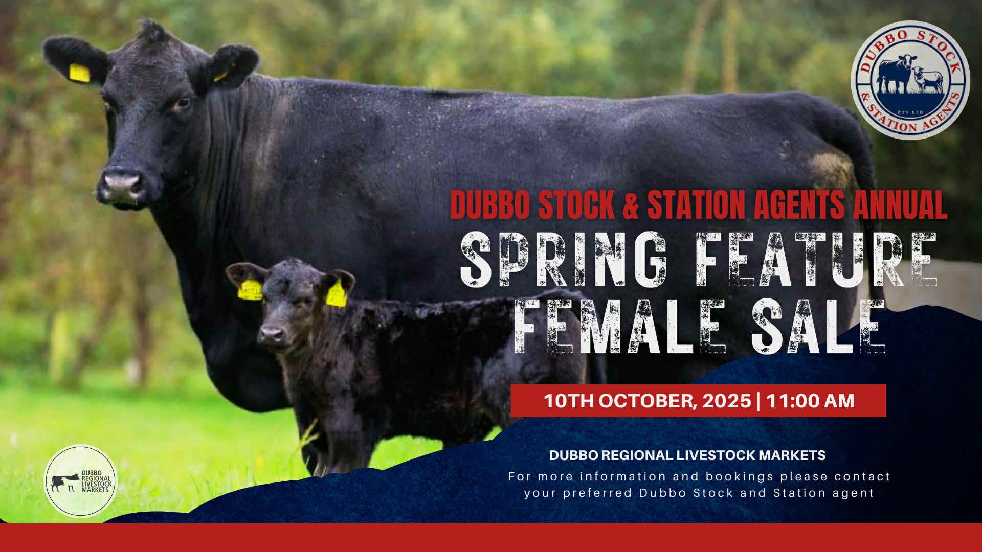 Dubbo Stock & Station Agents Spring Feature Female Sale – Dubbo Regional Livestock Markets - Peter Milling & Company