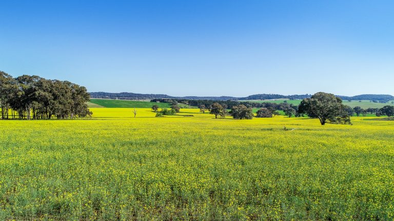 3 bedroom mixed farming property at 'Belvedere' 565 Gollan Road, Goolma NSW 2852 - photo 17