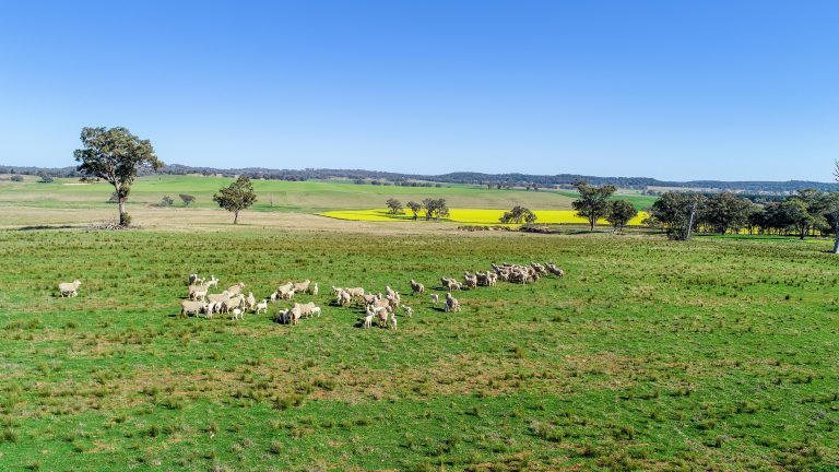 3 bedroom mixed farming property at 'Belvedere' 565 Gollan Road, Goolma NSW 2852 - photo 3