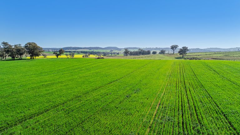 3 bedroom mixed farming property at 'Belvedere' 565 Gollan Road, Goolma NSW 2852 - photo 21