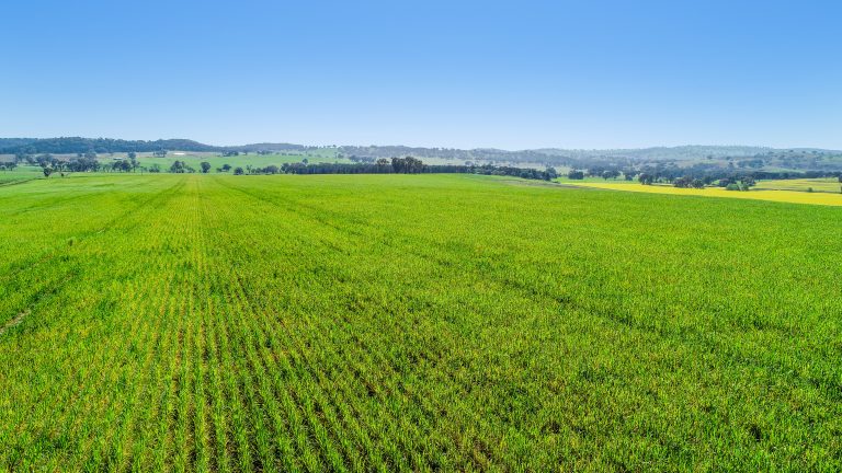 3 bedroom mixed farming property at 'Belvedere' 565 Gollan Road, Goolma NSW 2852 - photo 23