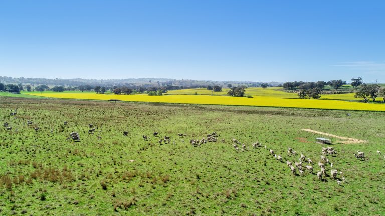 3 bedroom mixed farming property at 'Belvedere' 565 Gollan Road, Goolma NSW 2852 - photo 12