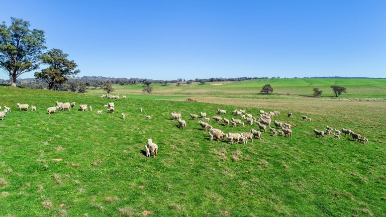 3 bedroom mixed farming property at 'Belvedere' 565 Gollan Road, Goolma NSW 2852 - photo 5
