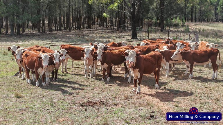 4 bedroom mixed farming property at 44L Woodleys Road, Wongarbon NSW 2831 - photo 30