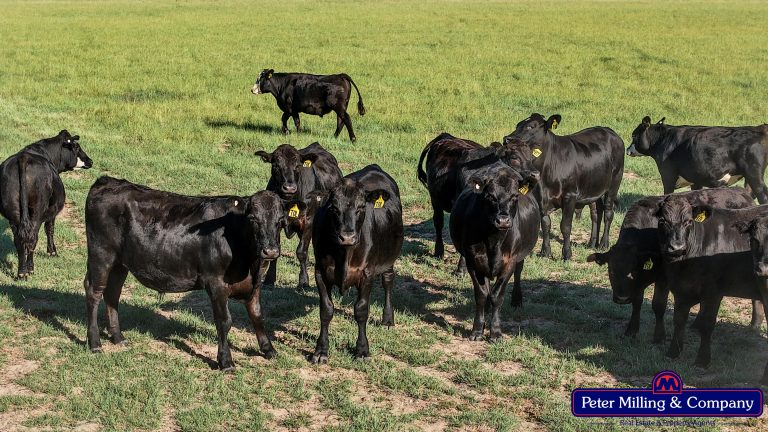 3 bedroom mixed farming property at 59 Piambra Road, Binnaway NSW 2395 - photo 11