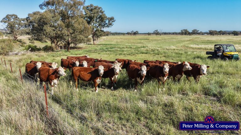 3 bedroom mixed farming property at 59 Piambra Road, Binnaway NSW 2395 - photo 16