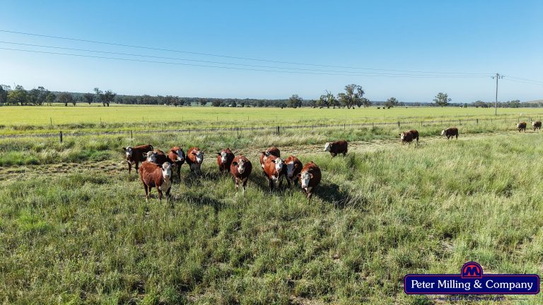 3 bedroom mixed farming property at 59 Piambra Road, Binnaway NSW 2395 - photo 17