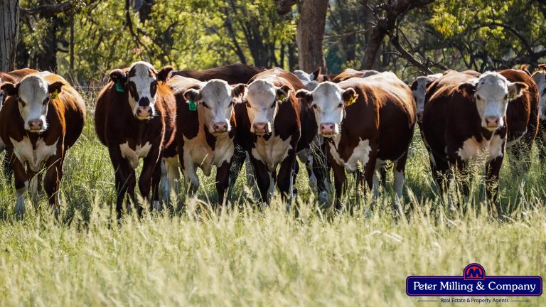 3 bedroom mixed farming property at 59 Piambra Road, Binnaway NSW 2395