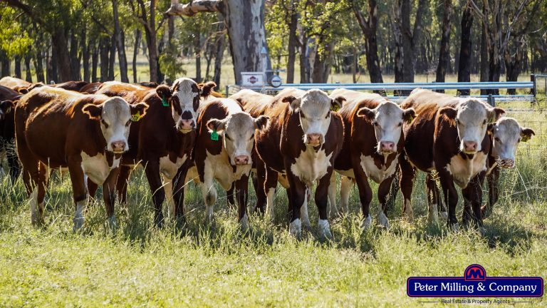 3 bedroom mixed farming property at 59 Piambra Road, Binnaway NSW 2395 - photo 4