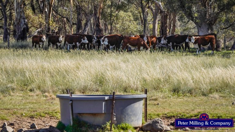3 bedroom mixed farming property at 59 Piambra Road, Binnaway NSW 2395 - photo 18