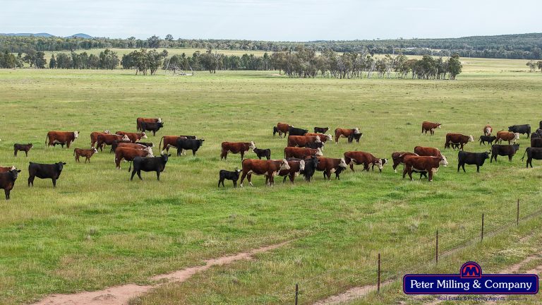 5 bedroom mixed farming property at "Katella" 7878 Newell Highway, Tomingley NSW 2869 - photo 11