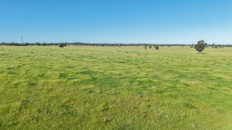 5 bedroom mixed farming property at "Katella" 7878 Newell Highway, Tomingley NSW 2869 - photo 15